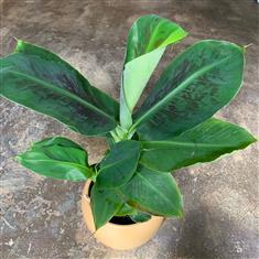 Banana Tree