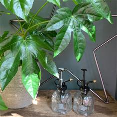 Clear Glass Spritzer