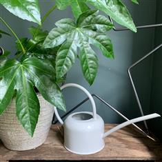 Cream Galvanised Watering Can 