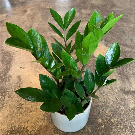 Mini ZZ Plant