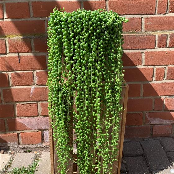 String of Pearls Large