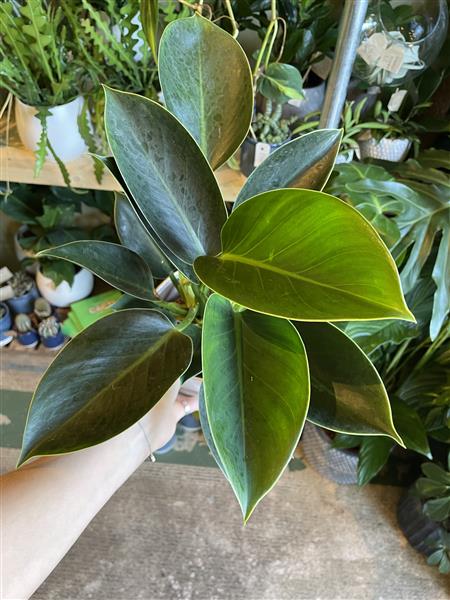 philodendron gießen Tipps zur Pflege deiner Pflanze : Philodendron scandens Brasil –  PflanzenFuerAlle