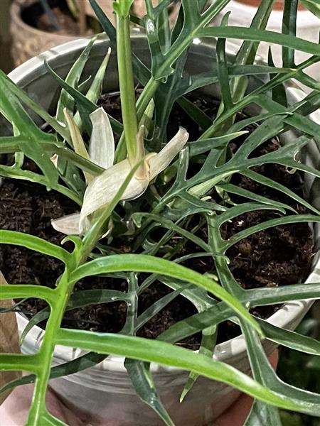 Good Luck' Plant